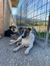 CLAUDETTE, Hund, Mischlingshund in Rumänien - Bild 2