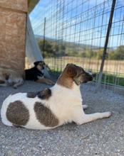 CLAUDETTE, Hund, Mischlingshund in Rumänien - Bild 3