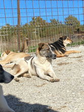 CLAUDETTE, Hund, Mischlingshund in Rumänien - Bild 6