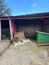 CLAUDETTE, Hund, Mischlingshund in Rumänien - Bild 8