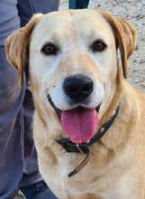 FENIX, Hund, Labrador Retriever in Portugal - Bild 1