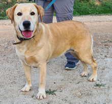 FENIX, Hund, Labrador Retriever in Portugal - Bild 2