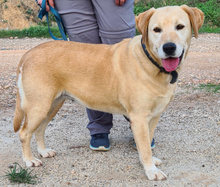 FENIX, Hund, Labrador Retriever in Portugal - Bild 3