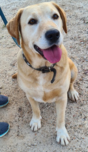 FENIX, Hund, Labrador Retriever in Portugal - Bild 4