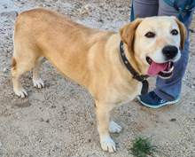 FENIX, Hund, Labrador Retriever in Portugal - Bild 5