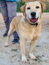 FENIX, Hund, Labrador Retriever in Portugal - Bild 6