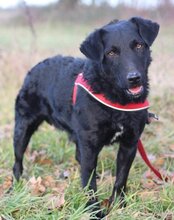 BONO, Hund, Jagdterrier-Deutscher Schäferhund-Mix in Kroatien - Bild 1