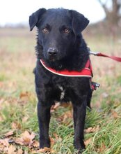 BONO, Hund, Jagdterrier-Deutscher Schäferhund-Mix in Kroatien - Bild 2