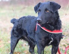 BONO, Hund, Jagdterrier-Deutscher Schäferhund-Mix in Kroatien - Bild 3