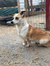 ANTONIA, Hund, Mischlingshund in Rumänien - Bild 10