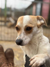 ANTONIA, Hund, Mischlingshund in Rumänien - Bild 7