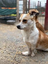 ANTONIA, Hund, Mischlingshund in Rumänien - Bild 9