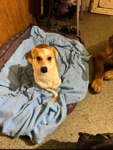 ANTONIA, Hund, Mischlingshund in Kerpen - Bild 1