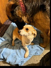 ANTONIA, Hund, Mischlingshund in Kerpen - Bild 2