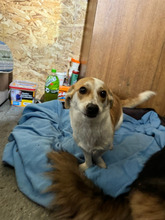ANTONIA, Hund, Mischlingshund in Kerpen - Bild 3
