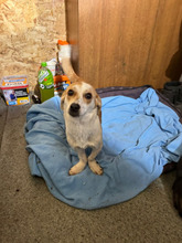 ANTONIA, Hund, Mischlingshund in Kerpen - Bild 4