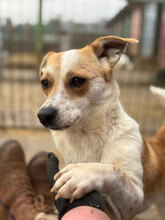 ANTONIA, Hund, Mischlingshund in Kerpen - Bild 8