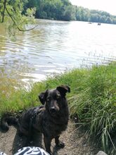 BROWNY, Hund, Mischlingshund in Mahlstetten - Bild 2