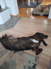 BROWNY, Hund, Mischlingshund in Leutkirch - Bild 4