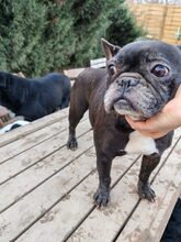 ELISE, Hund, Französische Bulldogge in Wilkau-Haßlau - Bild 1