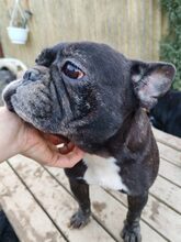 ELISE, Hund, Französische Bulldogge in Wilkau-Haßlau - Bild 3