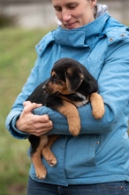 MINIGRINCHIE, Hund, Mischlingshund in Ungarn - Bild 2