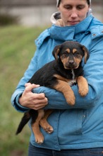 MINIGRINCHIE, Hund, Mischlingshund in Ungarn - Bild 3