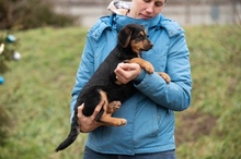 MINIGRINCHIE, Hund, Mischlingshund in Ungarn - Bild 5