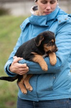 MINIGRINCHIE, Hund, Mischlingshund in Ungarn - Bild 7