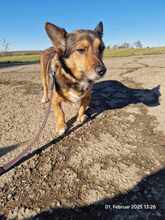 MINI, Hund, Mischlingshund in Rehlingen-Siersburg - Bild 3