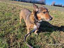 MINI, Hund, Mischlingshund in Rehlingen-Siersburg - Bild 7