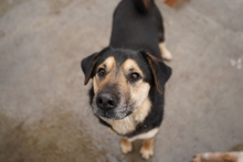 CICI, Hund, Mischlingshund in Berlin - Bild 12