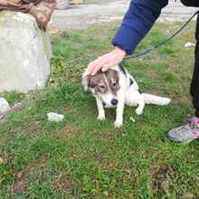 COSMA, Hund, Mischlingshund in Bulgarien - Bild 3