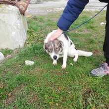 COSMA, Hund, Mischlingshund in Bulgarien - Bild 6