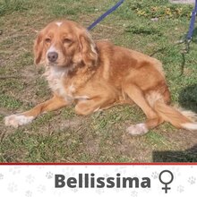 BELLISSIMA, Hund, Mischlingshund in Bulgarien - Bild 1