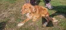 BELLISSIMA, Hund, Mischlingshund in Bulgarien - Bild 2