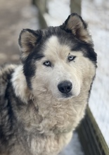 LUBE, Hund, Siberian Husky in Marsberg - Bild 1