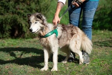 LUBE, Hund, Siberian Husky in Marsberg - Bild 10