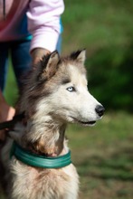 LUBE, Hund, Siberian Husky in Marsberg - Bild 11