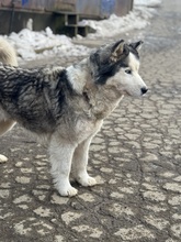 LUBE, Hund, Siberian Husky in Marsberg - Bild 12