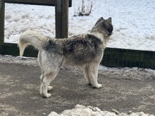 LUBE, Hund, Siberian Husky in Marsberg - Bild 13