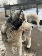 LUBE, Hund, Siberian Husky in Marsberg - Bild 14