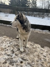 LUBE, Hund, Siberian Husky in Marsberg - Bild 15