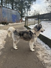 LUBE, Hund, Siberian Husky in Marsberg - Bild 16