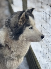 LUBE, Hund, Siberian Husky in Marsberg - Bild 17