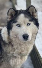 LUBE, Hund, Siberian Husky in Marsberg - Bild 18