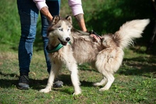 LUBE, Hund, Siberian Husky in Marsberg - Bild 23