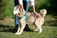 LUBE, Hund, Siberian Husky in Marsberg - Bild 25