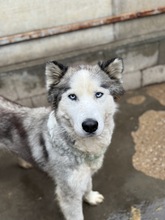 LUBE, Hund, Siberian Husky in Marsberg - Bild 3