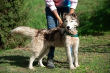 LUBE, Hund, Siberian Husky in Marsberg - Bild 4